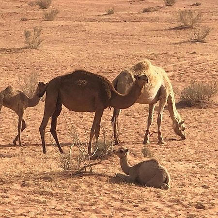 Bed and Breakfast Calm Camp Wadi Rum Exterior foto